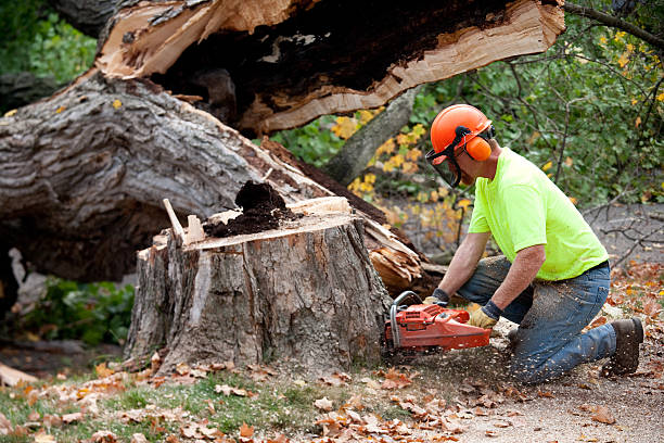 Best Tree Stump Removal  in USA